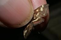 Pyrausta purpuralis