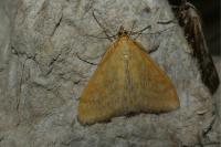 Sitochroa verticalis