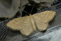 Idaea