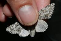 Acronicta rumicis/auricoma/menyanthidis/euphorbiae