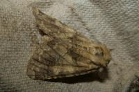 Conisania luteago olbiena