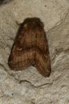 Eriopygodes imbecilla