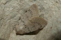 Hoplodrina respersa