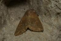 Mythimna albipuncta