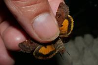 Noctua interposita