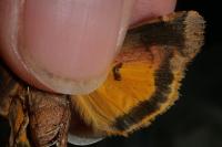 Noctua interposita