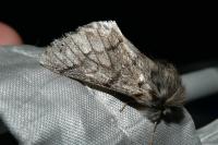 Thaumetopoea pityocampa