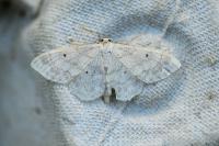 Idaea biselata