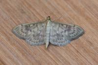 Patania ruralis