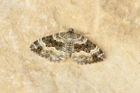 Epirrhoe alternata