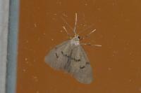 Apaidia mesogona