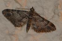 Gymnoscelis rufifasciata