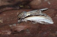 Pheosia tremula