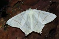 Ourapteryx sambucaria