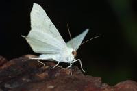 Ourapteryx sambucaria
