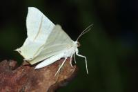 Ourapteryx sambucaria