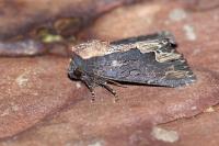 Dypterygia scabriuscula