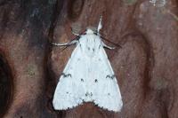Acronicta leporina