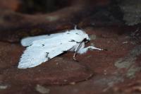 Acronicta leporina