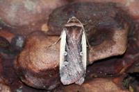 Ochropleura plecta