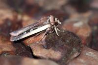 Ochropleura plecta