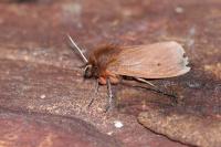 Phragmatobia fuliginosa
