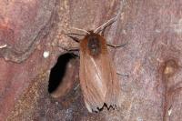 Phragmatobia fuliginosa