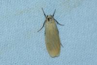 Wittia sororcula