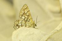 Chiasmia clathrata