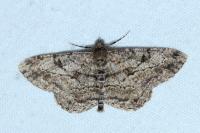 Peribatodes rhomboidaria rhomboidaria