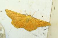 Angerona prunaria