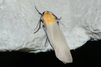 Lithosia quadra