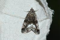Deltote pygarga