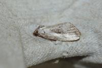 Elaphria venustula