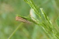 Chrysoteuchia culmella