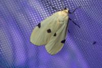 Lithosia quadra