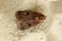 Diarsia brunnea