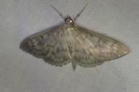 Patania ruralis