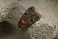 Diarsia brunnea