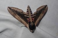 Sphinx ligustri