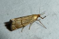 Chrysocrambus linetella
