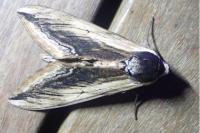 Sphinx ligustri