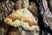 Scotopteryx angularia