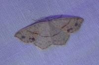 Cyclophora punctaria