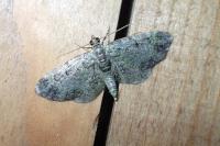 Pasiphila rectangulata