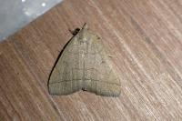 Herminia tarsipennalis