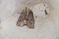 Oligia