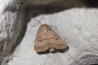 Hoplodrina octogenaria/blanda