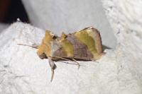 Diachrysia chrysitis