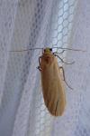 Katha depressa